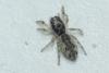 Salticus zebraneus